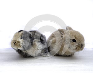 Cute little baby rabbit