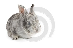 Cute little baby rabbit on white background, isolated