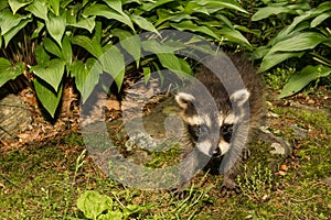 A cute little Baby Raccoon