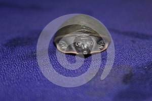 cute little baby turtle asian pond terrapin baby in blue background