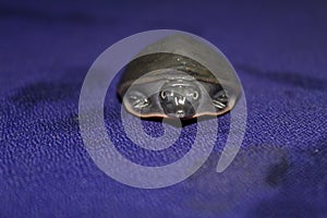 cute little baby turtle asian pond terrapin baby in blue background