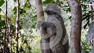A cute little bamboo lemur Hapalemur griseus is sitting on a tree
