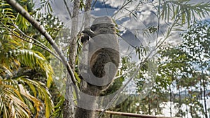 A cute little bamboo lemur is sitting on a tree, holding onto the trunk