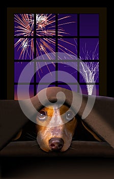A cute little Beagle dog cowers under a blanket as fireworks explode