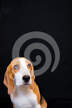 Cute Little beagle dog studio portrait - black background