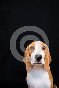 Cute Little beagle dog studio portrait - black background