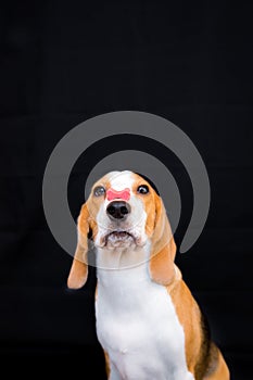 Cute Little beagle dog studio portrait with snack on nose