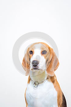 Cute Little beagle dog studio portrait - white background