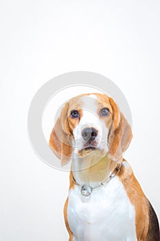 Cute Little beagle dog studio portrait - white background