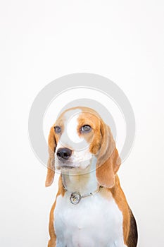 Cute Little beagle dog studio portrait - white background