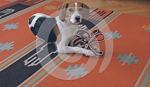 Cute little beagle with leash is waiting to go for walk. Beagle holding a nylon leash in its paws