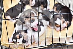 Cute little Beagles