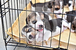 Little Beagles in dog cage