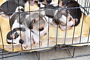 Beagles for sell