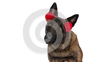 Cute little belgian shepherd wearing tassels headband