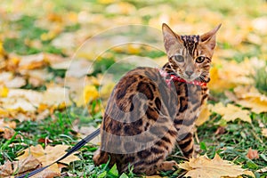 Cute little bengal kitty walking on the fallen yellow maple leaves