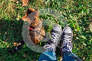 Cute little bengal kitty walking on the fallen yellow maple leaves next to the owner`s feet in sneakers