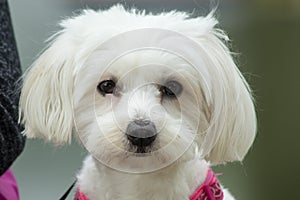 Cute little bichon maltese with brown eyes