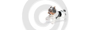 Cute little Biewer Yorkshire Terrier, dog, puppy, posing, lying on floor over white background. Concept of animal and