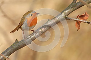 Cute little bird, European robin