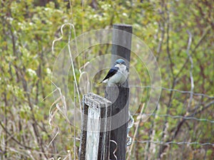 American Tree Swallow - Tachycineta bicolo - background