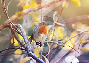 cute little bird Robin with orange breast sitting on the branches in the autumn clear Sunny Park