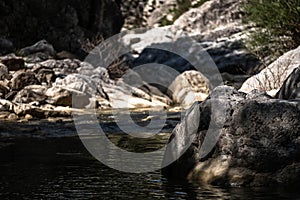 Cute little bird sitting on the stone against the background of blurry rock isolated river