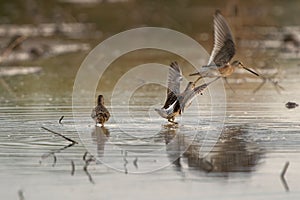 Cute little bird snipe drinking water with other snipes flying on a blurred background