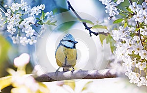 cute little bird tit sitting on a branch of cherries with delicate white flowers in the spring fragrant may garden photo