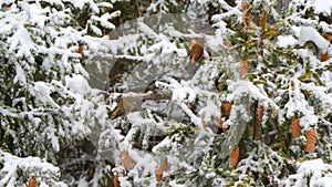 Roztomilí ptáčci jsou na větvi v zimě