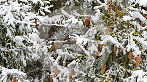 Cute little birds are on branch in wintertime