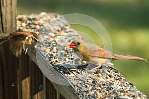 Cute little birds enjoying a meal together