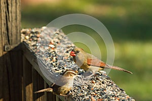 Cute little birds enjoying a meal together