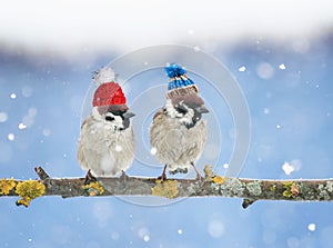 cute little birds in funny knit hats in the winter sitting o