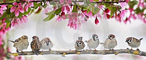 little birds sparrows sit on a flowering pink branch of an Apple tree in a may garden on a Sunny day