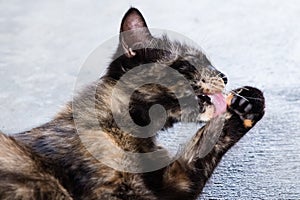 Cute little black brown kitten lay down on grey cement floor