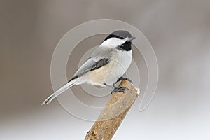 Cute little black-capped chickadee bird isolated on a lone perch