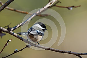 Perched black capped chickadee on a twig.