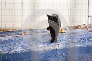 Cute little black cat with magnificent eyes standing on a lake boat