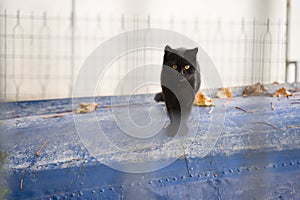 Cute little black cat with magnificent eyes standing on a lake boat