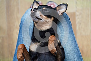 Cute little black dog toy terrier breed lying on a woman`s back on her lap, top view. Concept of love for pets