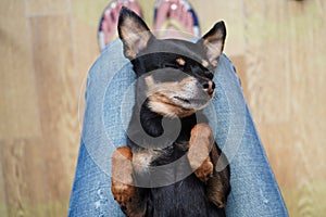 Cute little black dog toy terrier breed lying on a woman`s back on her lap, top view. Concept of love for pets
