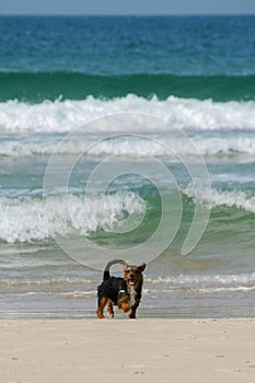 Cute little black dog walking on the beach on a sunny day.