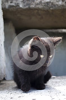 Cute little black kitten sitting on concrete blocks outdoors