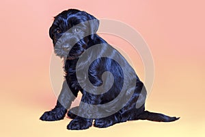 Cute little black Mittel Schnauzer breed puppy sits with humiliating look on soft yellow pink background.