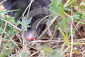 Cute little black mole talpa europaea in the green grass of a meadow, field or garden searching for a place for digging