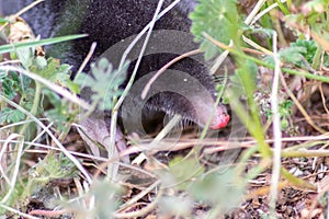 Cute little black mole talpa europaea in the green grass of a meadow, field or garden searching for a place for digging