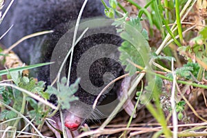 Cute little black mole talpa europaea in the green grass of a meadow, field or garden searching for a place for digging