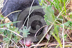 Cute little black mole talpa europaea in the green grass of a meadow, field or garden searching for a place for digging