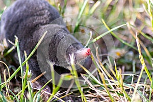 Cute little black mole talpa europaea in the green grass of a meadow, field or garden searching for a place for digging